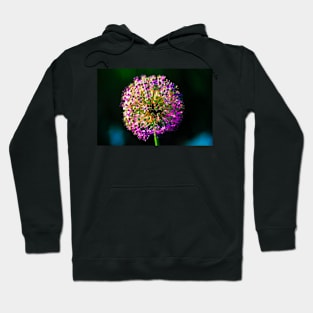 Close-up of  Allium Flower 5 Hoodie